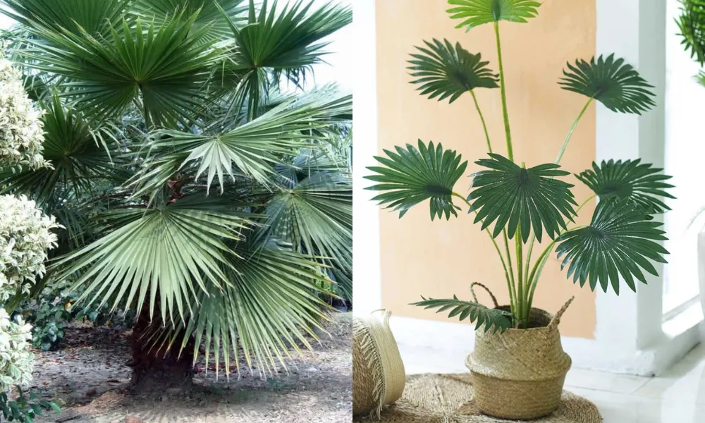 Cây cọ cảnh mang đến vượng khí cho gia chủ