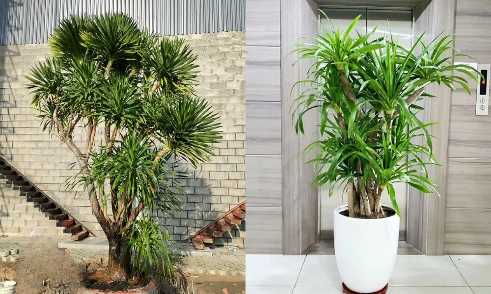 Cây đại lộc giúp thu hút năng lượng tích cực