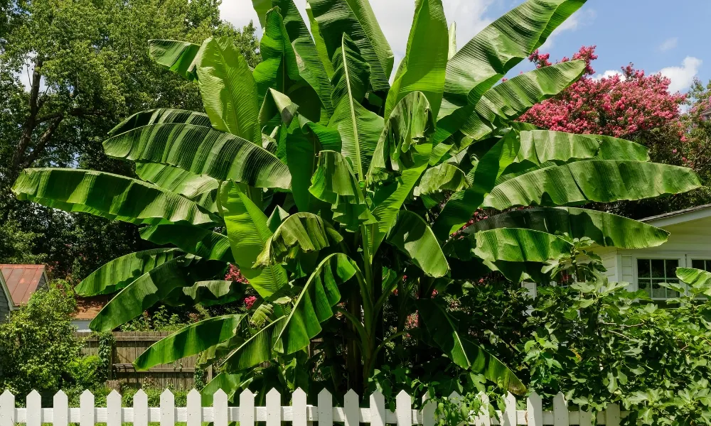 Chỉ nên trồng cây chuối cảnh sau nhà