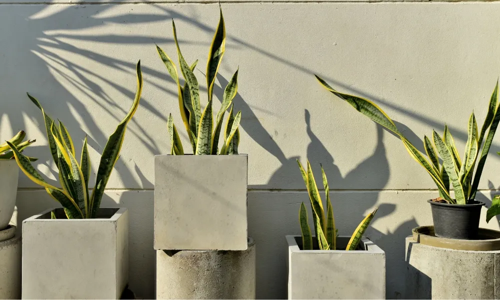 Cây lưỡi hổ phù hợp cho người mệnh Thổ