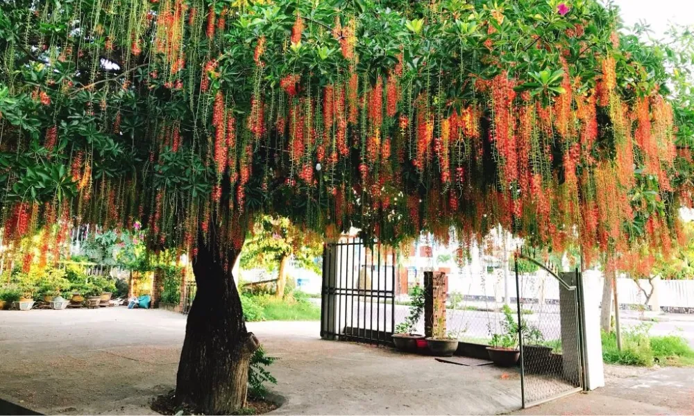 Cây lộc vừng là cây tương đối dễ trồng