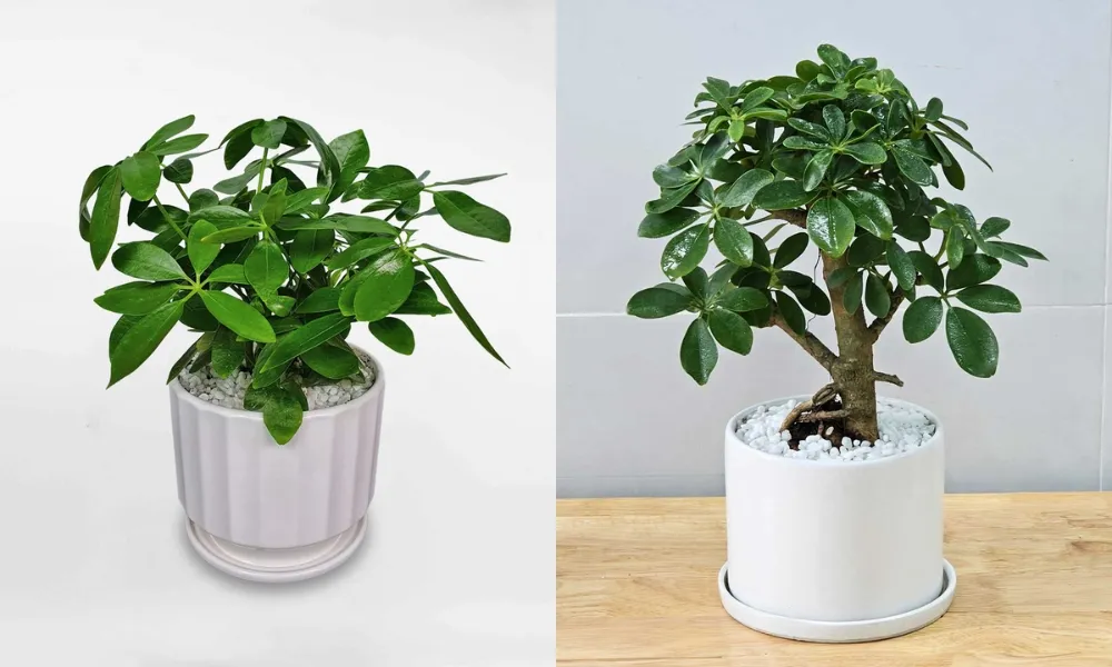 Cây ngũ gia bì thích hợp để làm cây cảnh trồng trước nhà