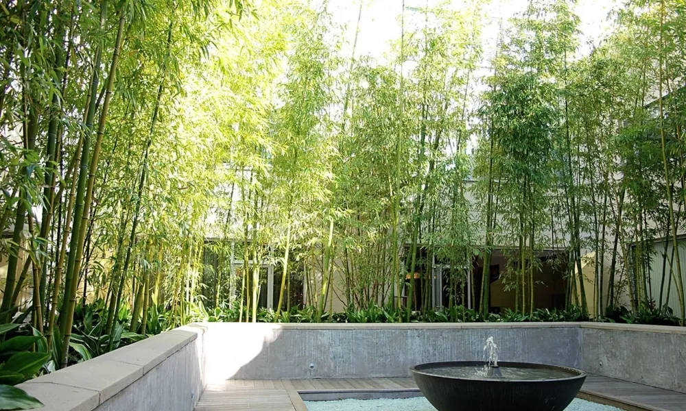 Cây trúc cảnh phù hợp làm cây cảnh trồng trước nhà