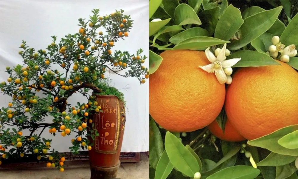 Cây họ cam chanh mang lại tiền tài và sung túc