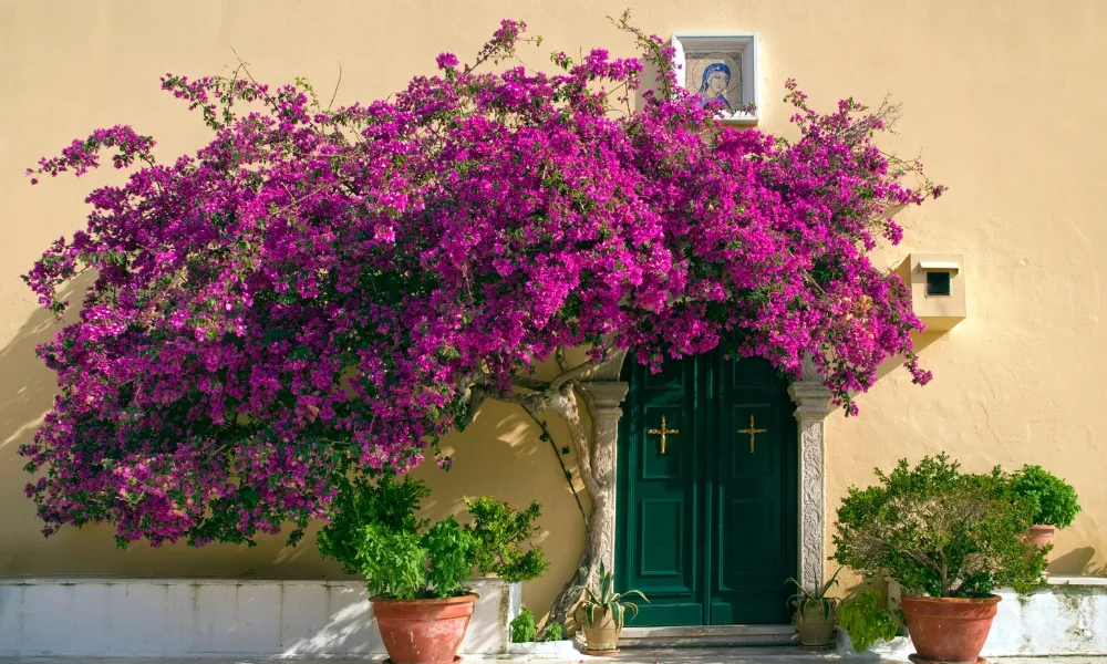 Cây hoa giấy giúp tăng thêm tính thẩm mỹ cho ngôi nhà