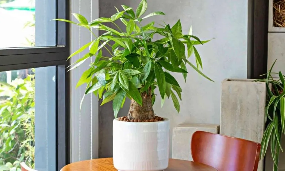 Cây kim ngân phù hợp để làm cây cảnh trồng trước nhà