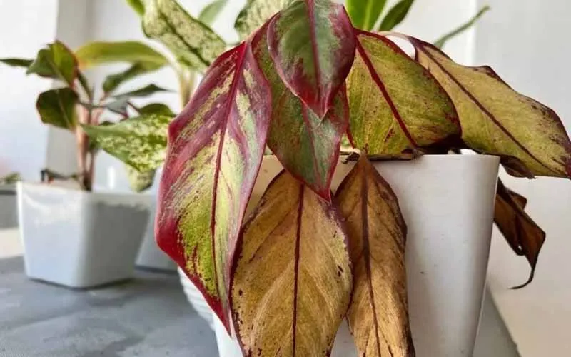 cây cảnh trong văn phòng bị vàng lá