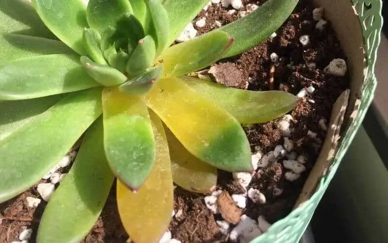 cây cảnh trong văn phòng bị vàng lá