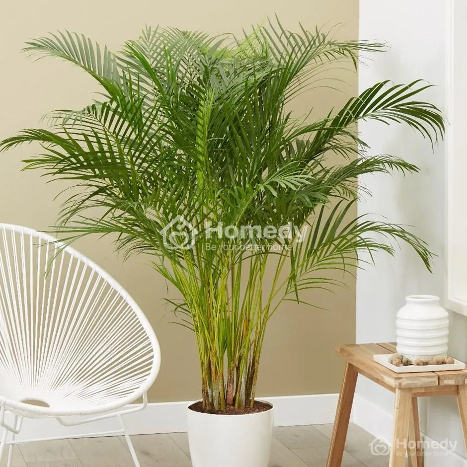 Cây cau cảnh mang cảm giác bình yên cho gia chủ