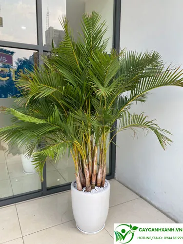 Cây cau lụa trồng trước nhà phong thủy tốt