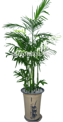 Những Loại Cây Trồng Trong Nhà Không Cần Ánh Sáng: Bí Quyết Xanh Hóa Không Gian