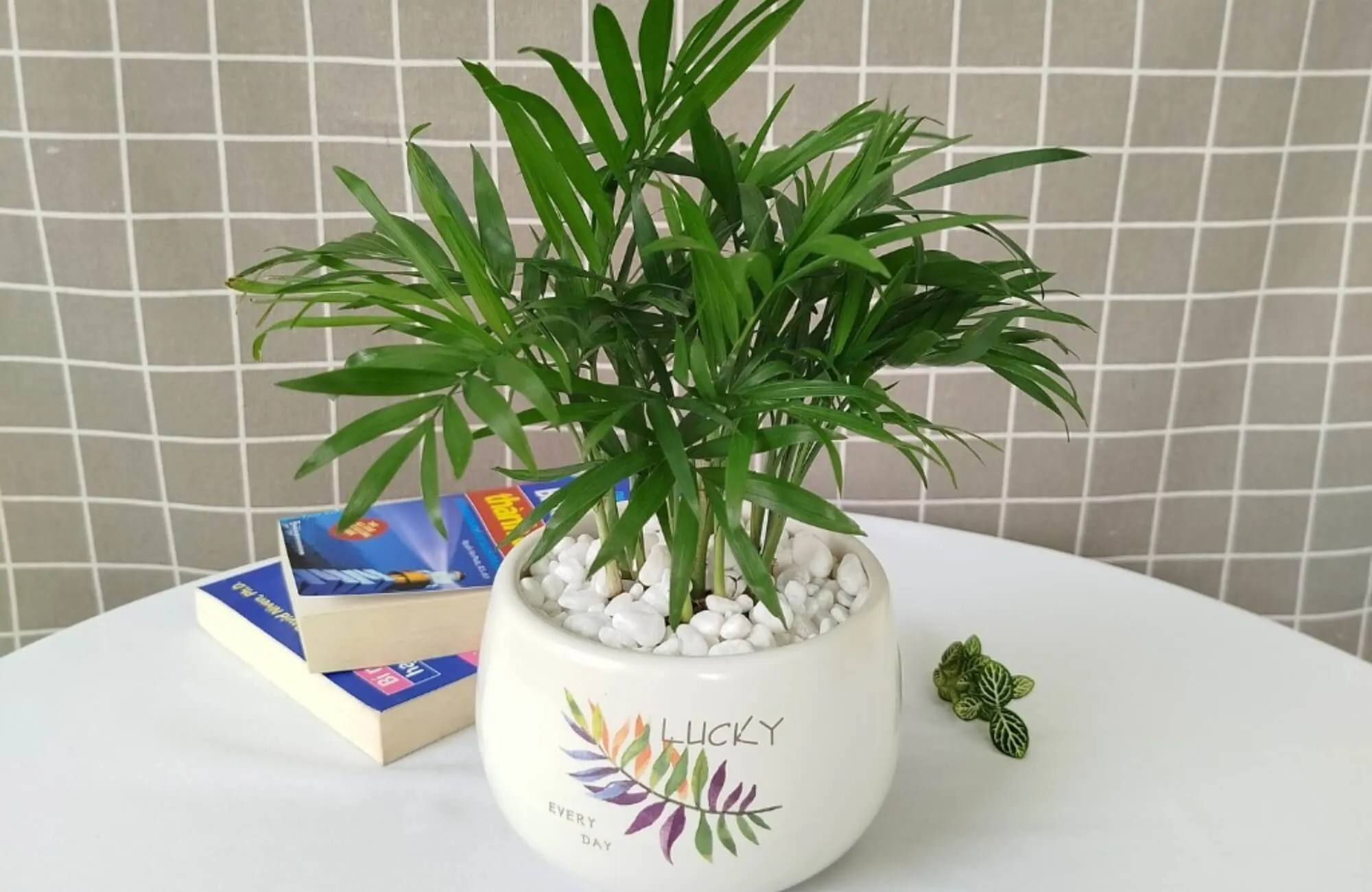 Cây Cau Tiểu Trâm