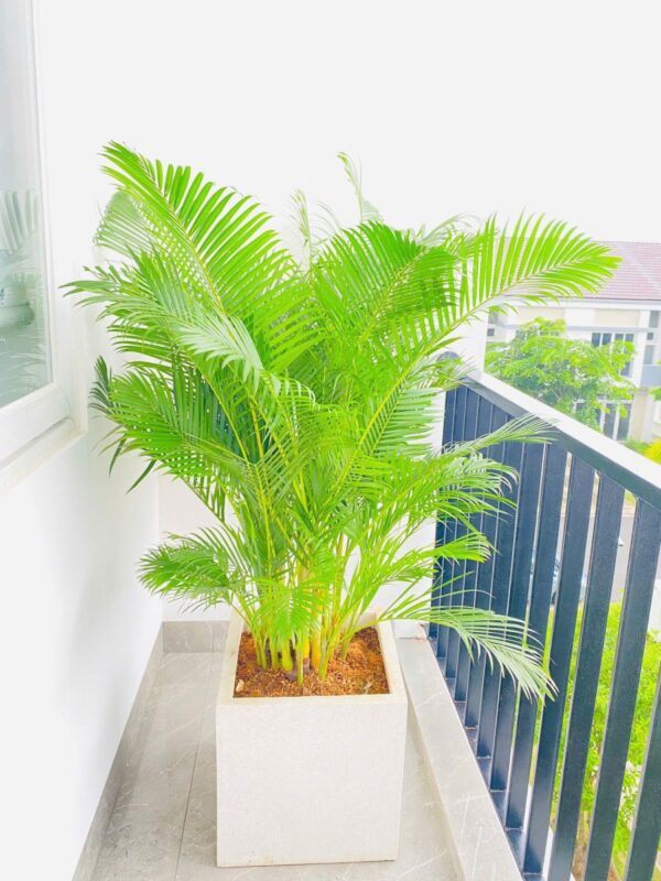 Chậu Xi Măng Trồng Cây: Lựa Chọn Bền Vững Cho Không Gian Xanh Của Bạn