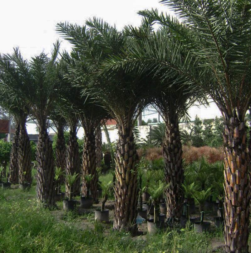 Cây Chà Là Trồng Ở Đâu Phù Hợp Nhất Tại Việt Nam