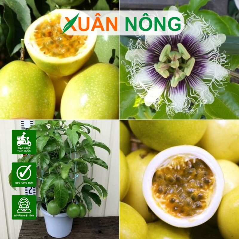 Kỹ Thuật Trồng Chanh Dây Toàn Diện: Từ A-Z Cho Năng Suất Cao Tại Nhà