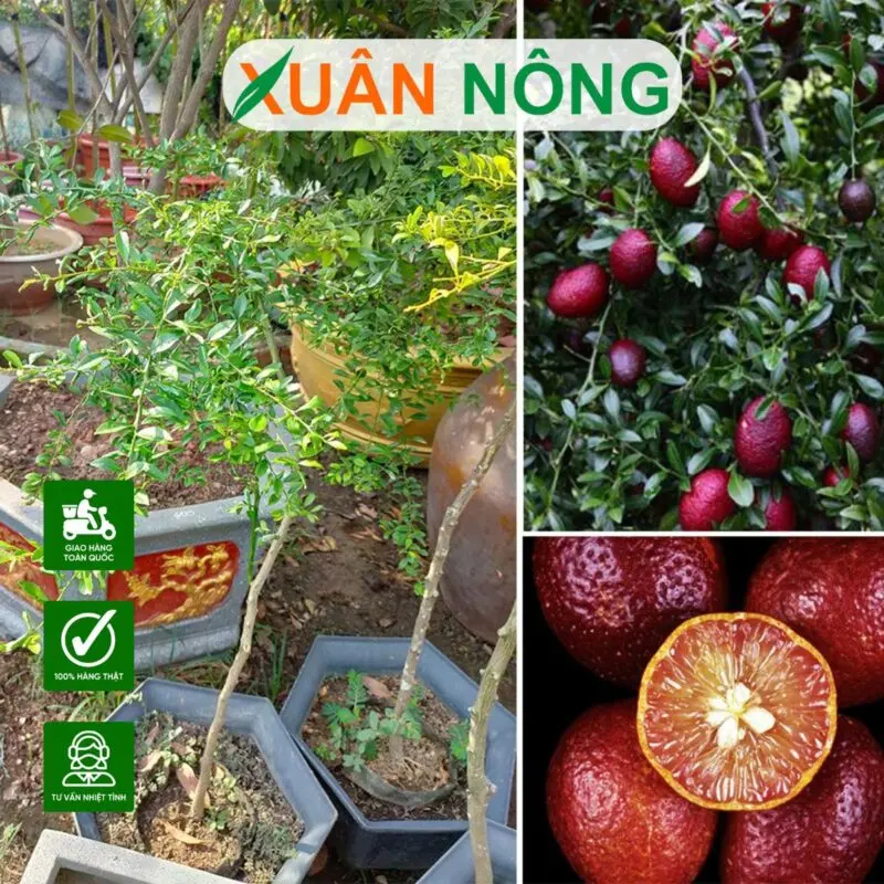 Kỹ Thuật Trồng Chanh Dây Toàn Diện: Từ A Đến Z Cho Vườn Nhà Bạn