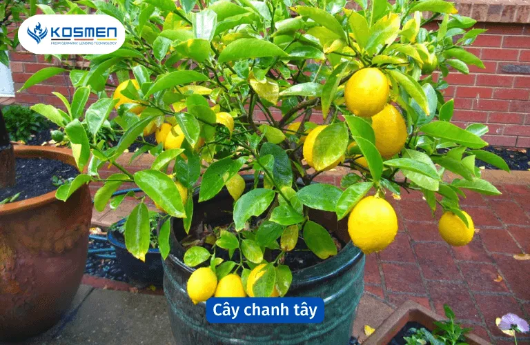 Cây chanh tây khử mùi hôi trong nhà hiệu quả