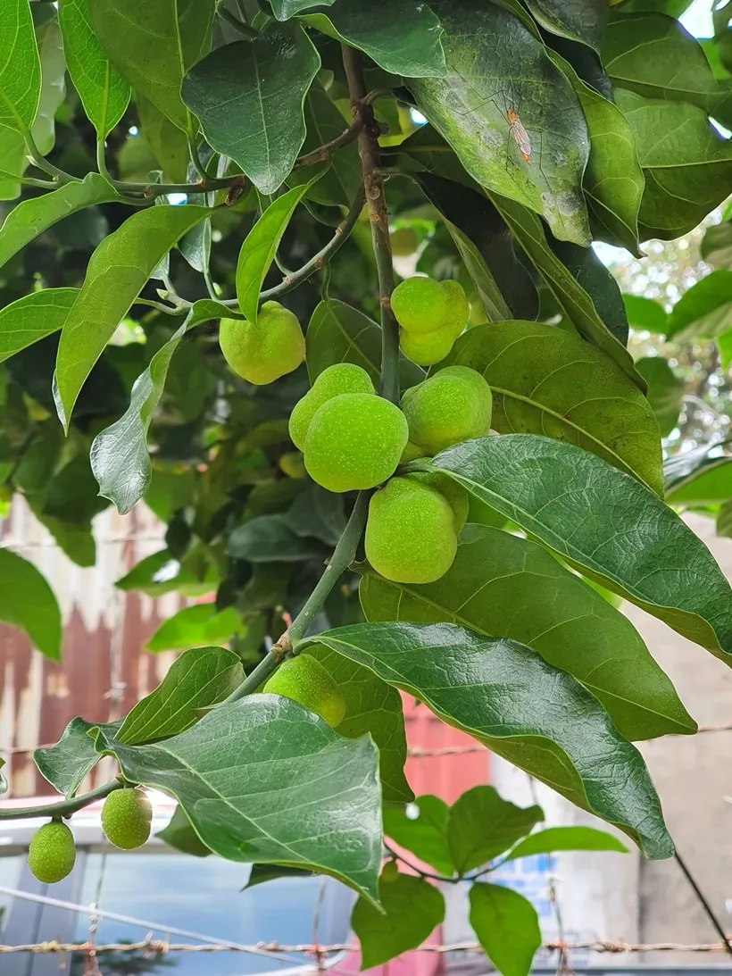 Cây chay cần khoảng cách hợp lý với ngôi nhà