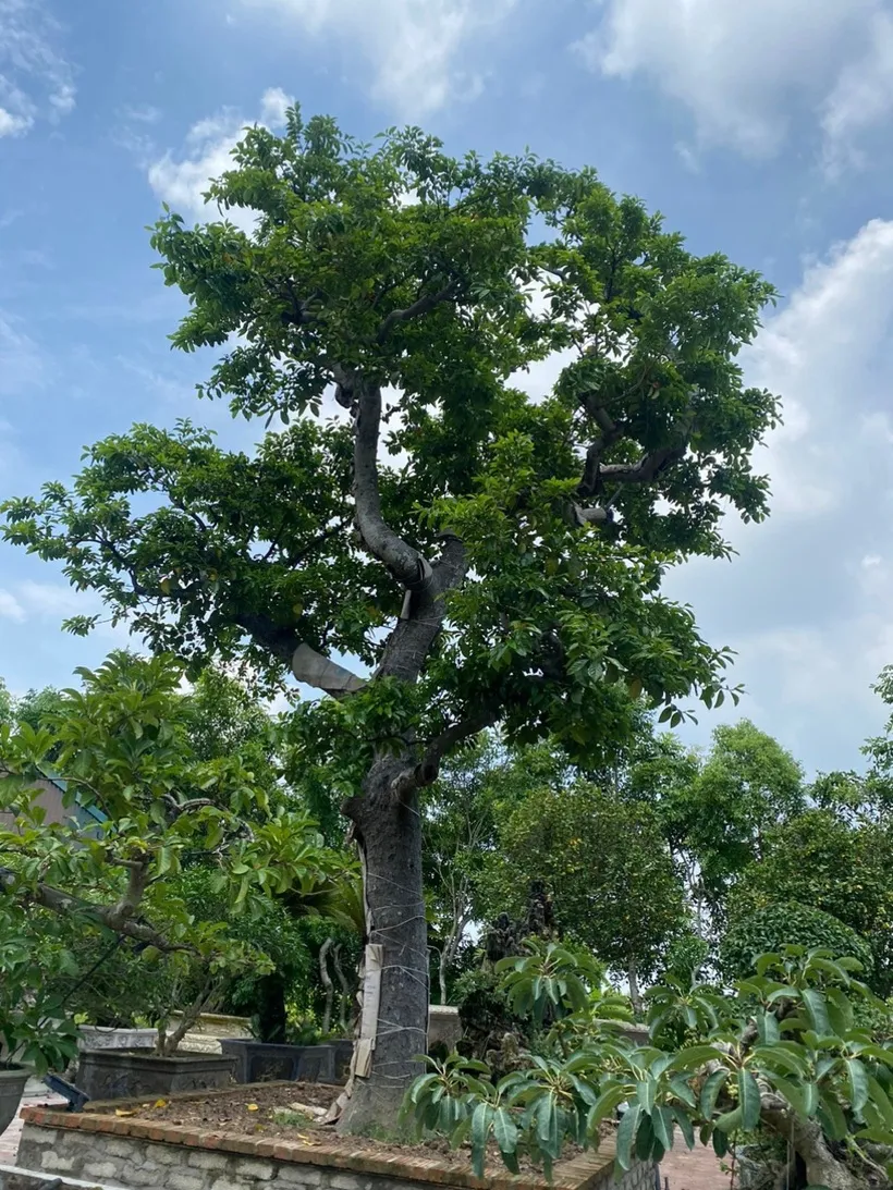 Cây chay trước nhà tạo bóng mát và mang ý nghĩa phong thủy tốt