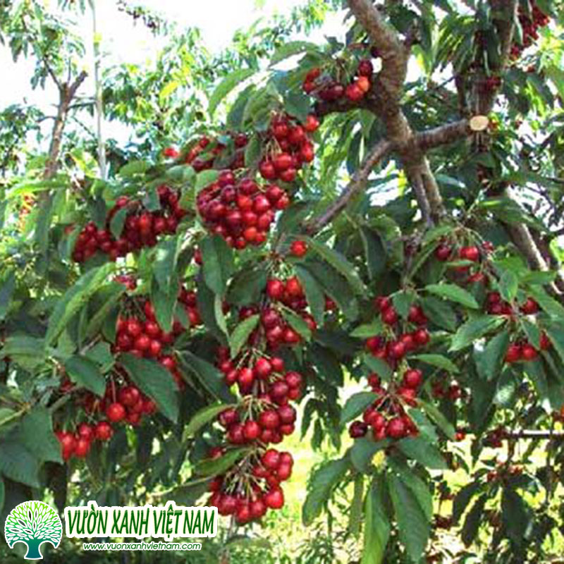 Cây Cherry Có Trồng Được Ở Miền Bắc Không? Hướng Dẫn Chi Tiết Từ A-Z