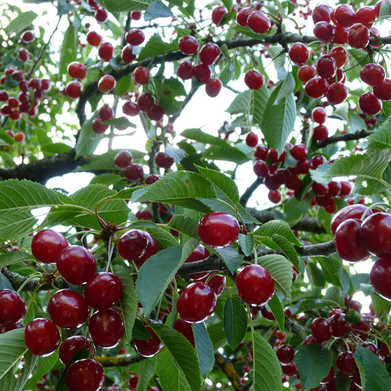 Cây Cherry Có Trồng Được Ở Miền Bắc Không? Hướng Dẫn Chi Tiết Từ A-Z