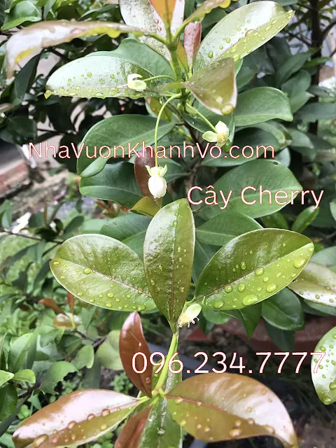 Quả cherry đỏ rực rỡ mọc thành chùm đẹp mắt