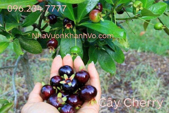 Cây cherry trưởng thành đang cho quả chín đỏ mọng trên cành