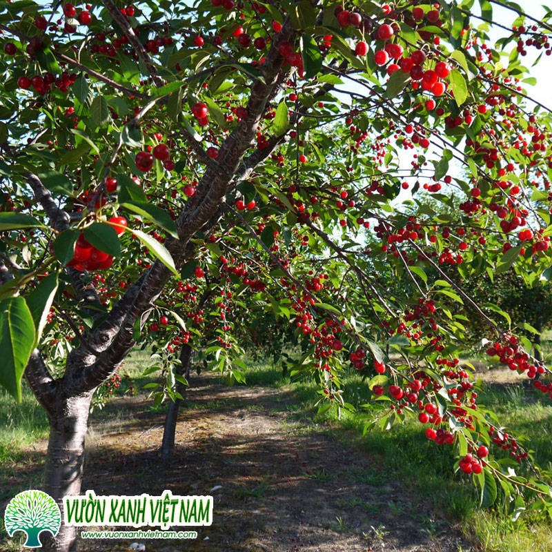 Cây Cherry Có Trồng Được Ở Miền Bắc Không? Hướng Dẫn Chi Tiết Từ A-Z