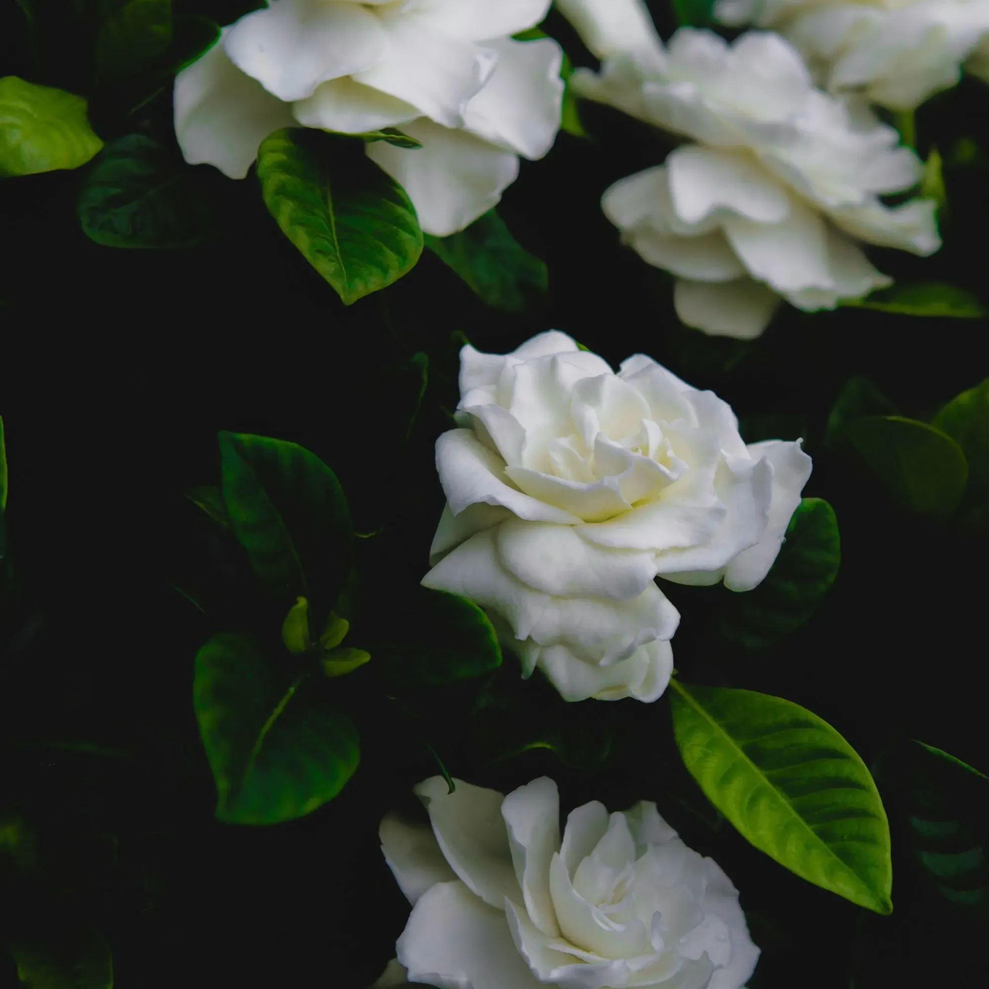 Hoa Dành Dành thơm ngát giúp an thần khi ngủ