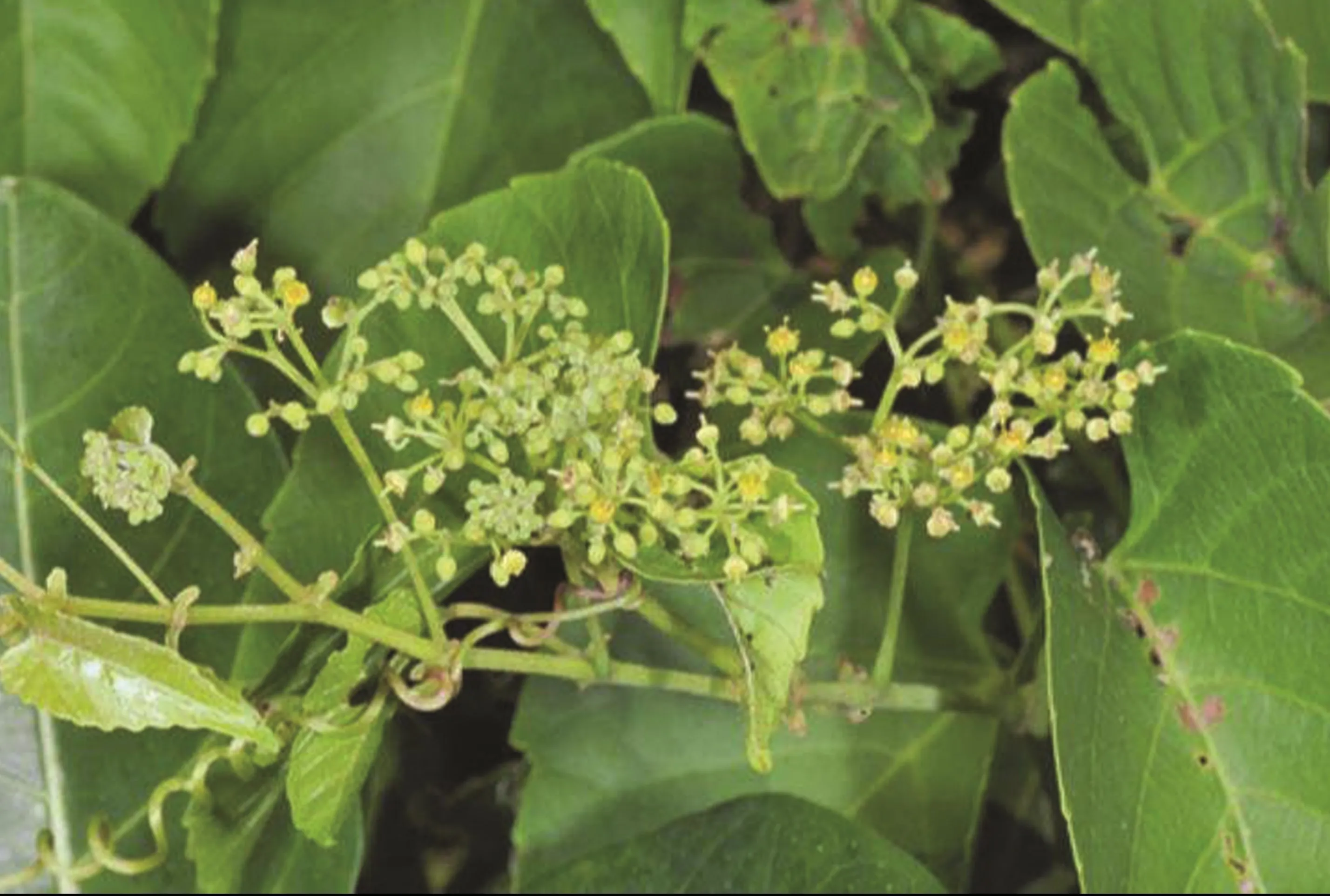 Cách sử dụng cây chìa vôi trong các bài thuốc chữa bệnh