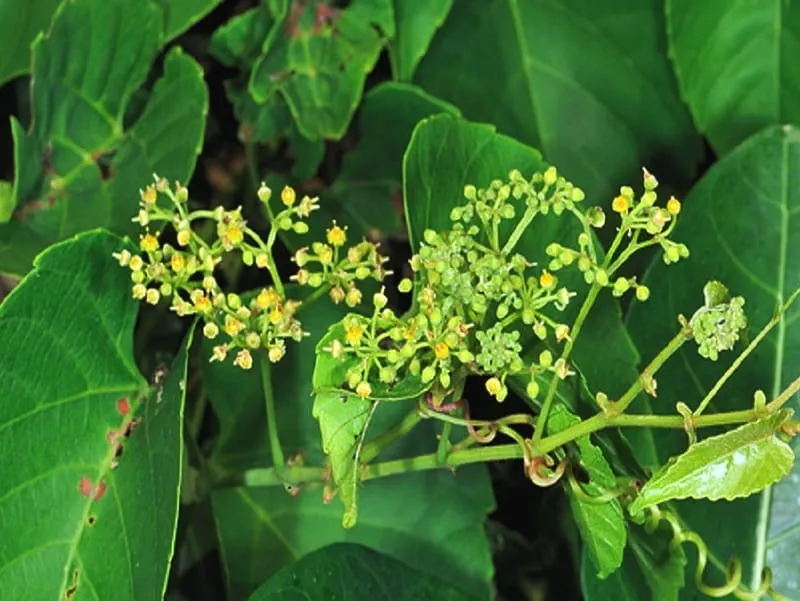 Cách sử dụng cây chìa vôi trong các bài thuốc chữa bệnh