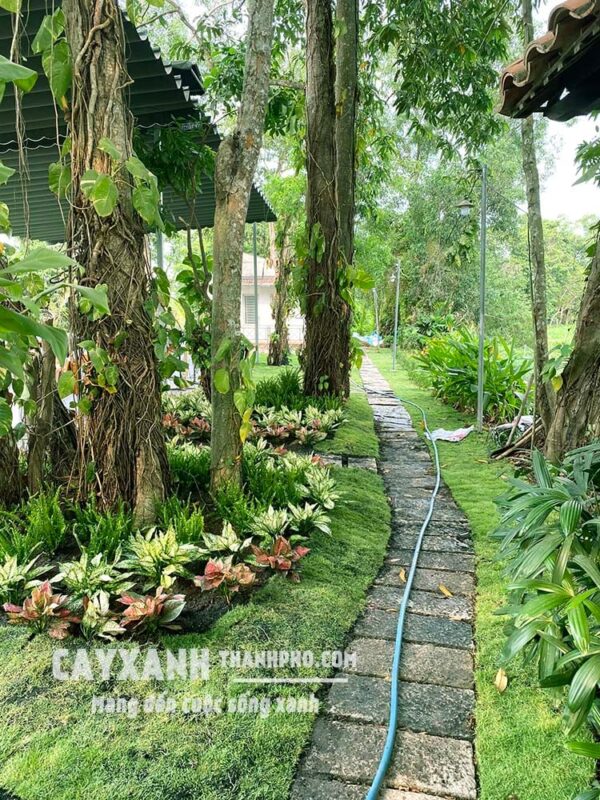 Cách Trồng Cây Dương Xỉ Đúng Cách Cho Sân Vườn & Nội Thất