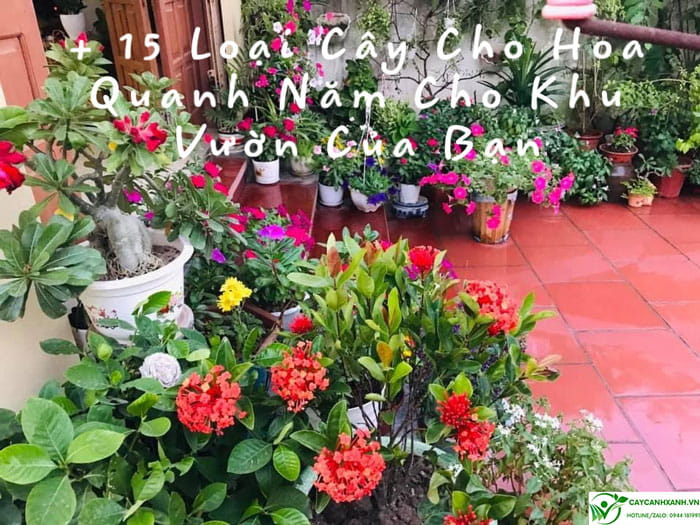 Top 15 Cây Trồng Sân Thượng Chịu Nắng Bền Bỉ Và Dễ Chăm Sóc
