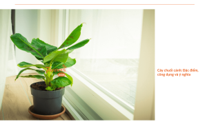 Cây chuối cảnh: Món quà thiên nhiên cho không gian sống