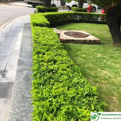 Chuối ngọc trồng bồn cây trường học