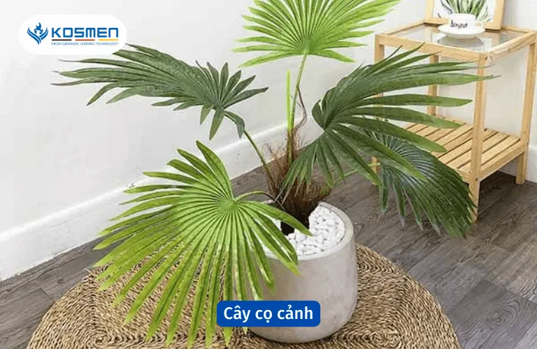 Cây cọ cảnh hút mùi và hấp thụ độ ẩm không khí