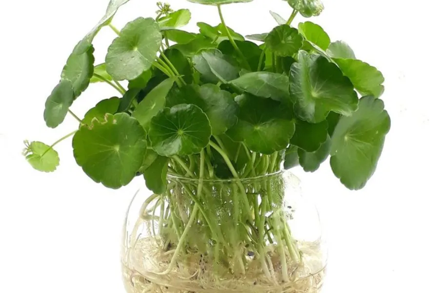 Cỏ đồng tiền mang lại may mắn, suôn sẻ.