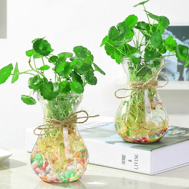 Các loại cây trồng thủy sinh dễ trồng - Cây cỏ đồng tiền