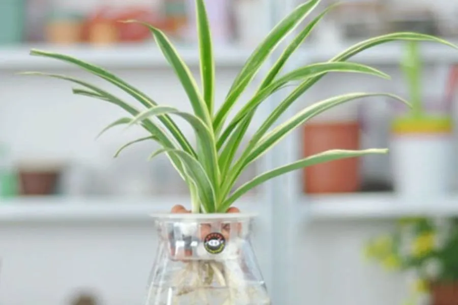 Cỏ lan chi là biểu tượng của sự kiên trì, bình yên và may mắn.