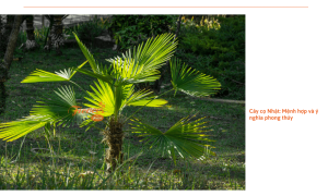 Cây cọ nhật - Vẻ đẹp hoàn hảo cho khu vườn của bạn