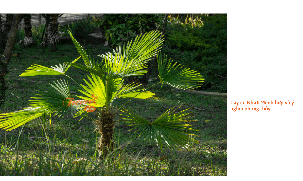 cay-co-nhat