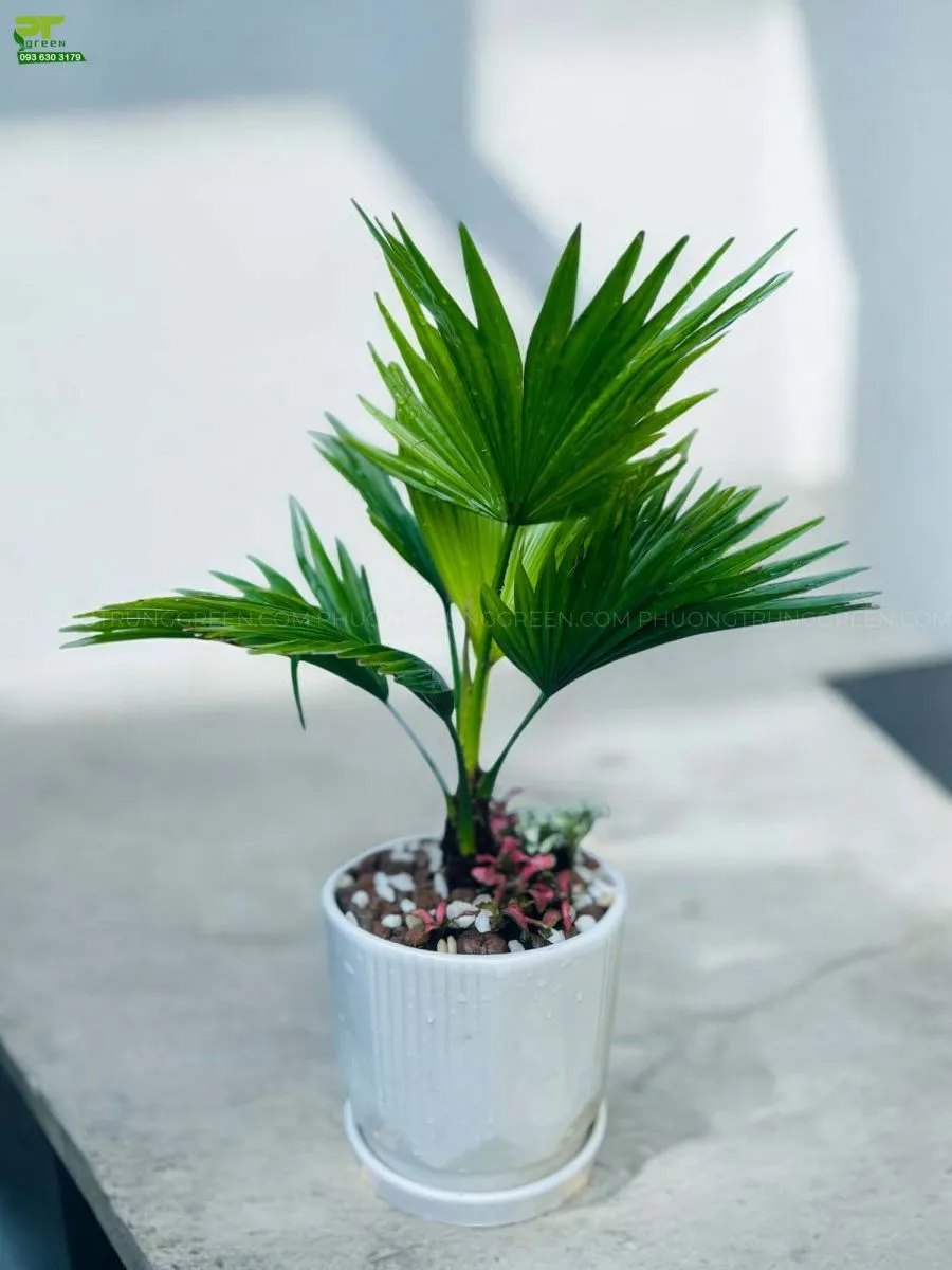 Cây cọ ta để bàn trồng trong chậu sứ trắng