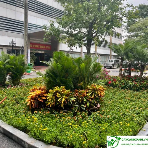 Cây tòng lá đốm - trồng bồn hoa trường học khỏe, bền