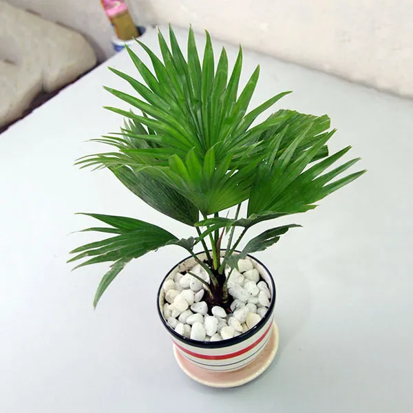 Cây cọ xanh lọc khí và hút ẩm