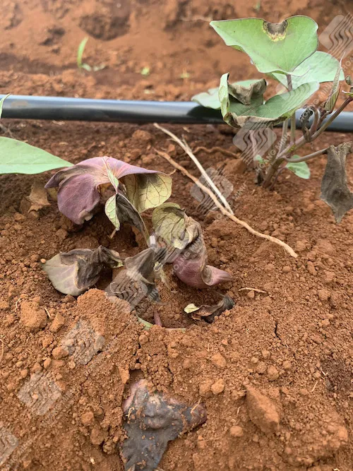 Cây khoai lang con bị nấm Fusarium tấn công gây chết héo