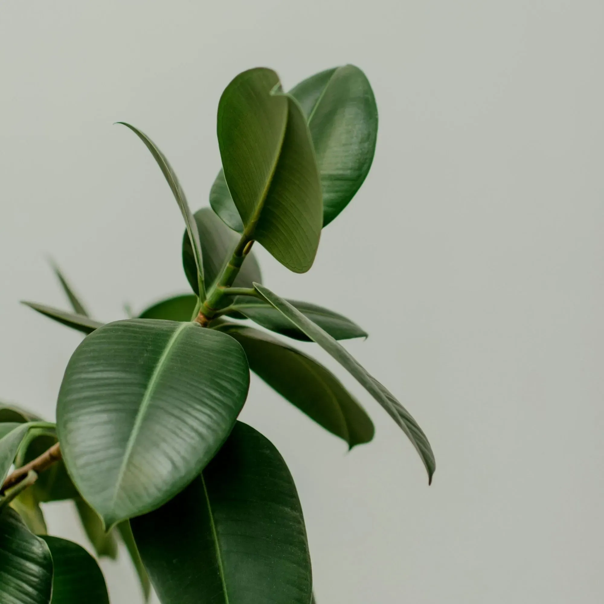 Cây đa búp đỏ lá bóng, màu xanh đậm