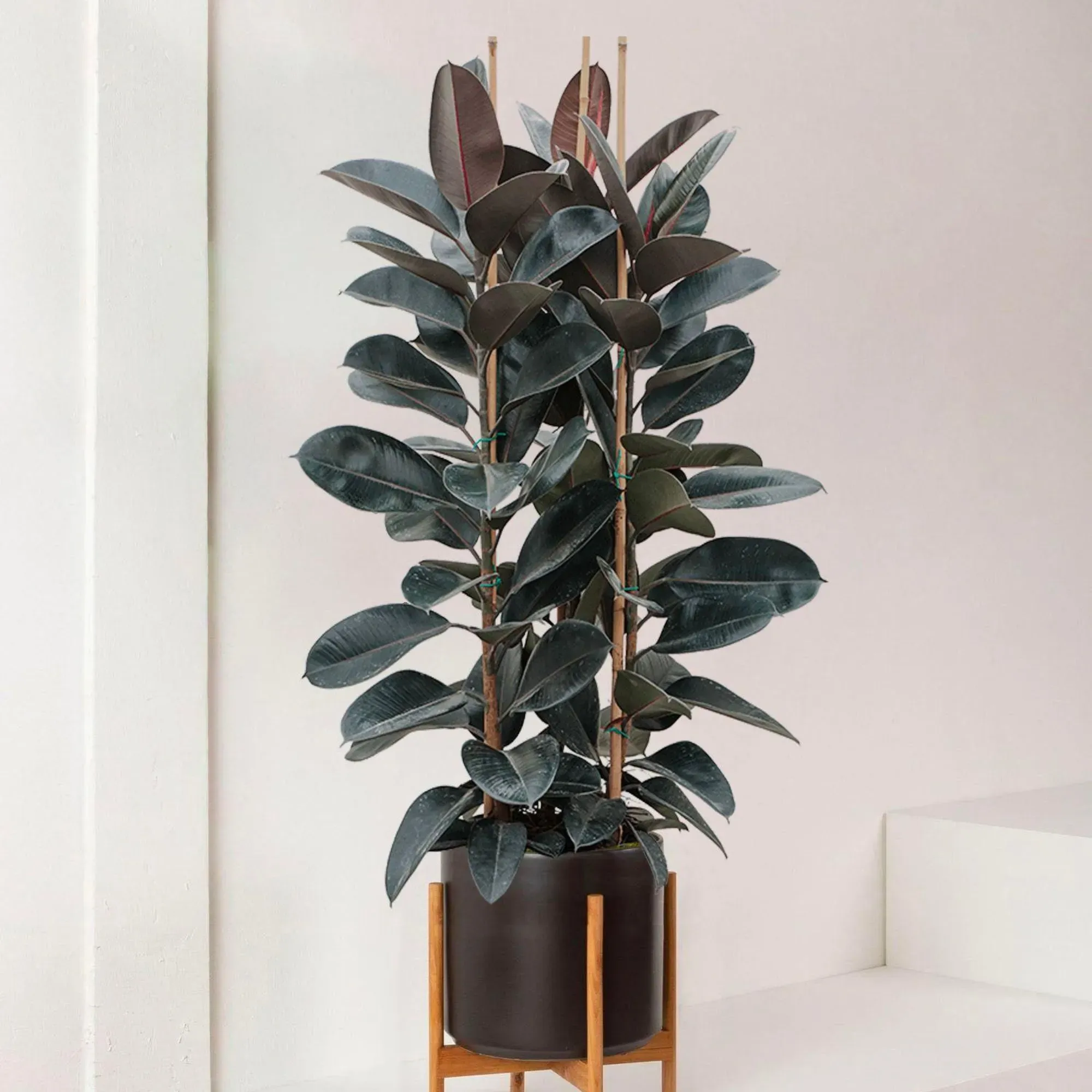 Cây Đại Đa Phúc với phiến lá to giúp lọc bụi không khí