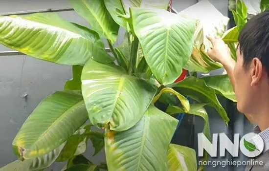 Hình ảnh cây đại phú gia bị vàng lá do thiếu hụt dinh dưỡng và vitamin