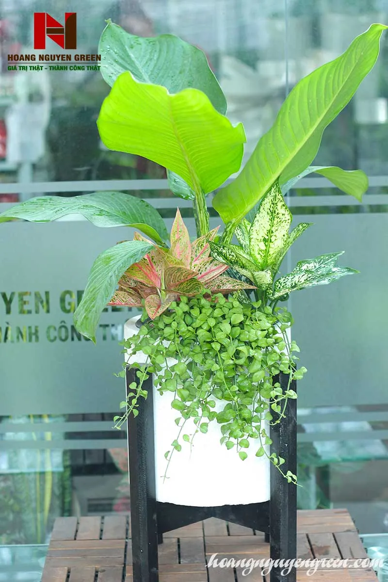 Cây Đại phú gia mang lại tiền tài cho gia chủ