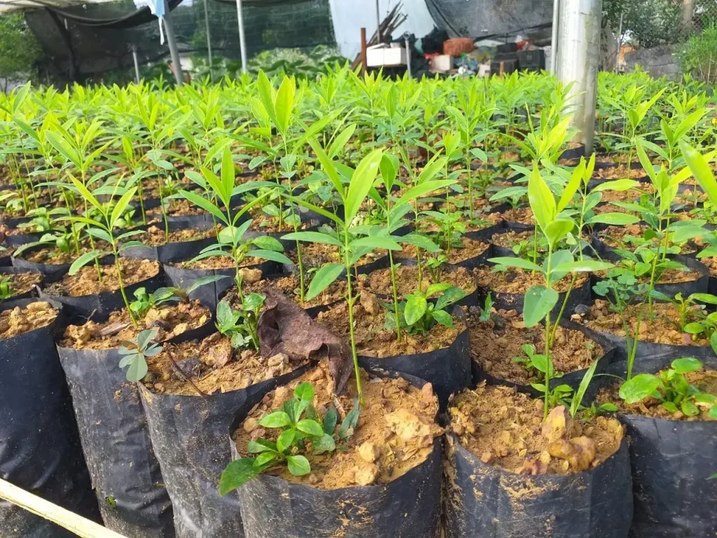 Cây Đàn Hương Là Gì? Khám Phá "Vàng Xanh" Mang Giá Trị Vượt Thời Gian